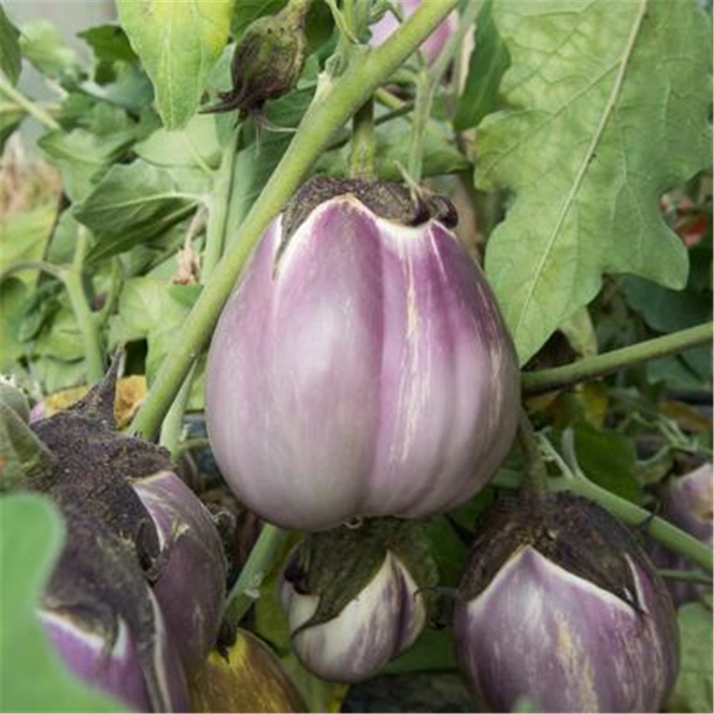 Solanum melongena 'Melanzana Violetta di Firenze